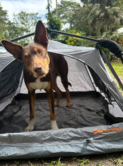 Dog inside a Wildtrak pet tent, staying safe and comfortable during outdoor camping.