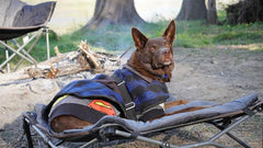 Deluxe Folding Pet Camp Bed, Removable Washable Cover, Carry Bag with Shoulder Strap, 60KG Rating