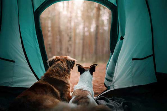 How to Prepare for a Camping Trip with Pets