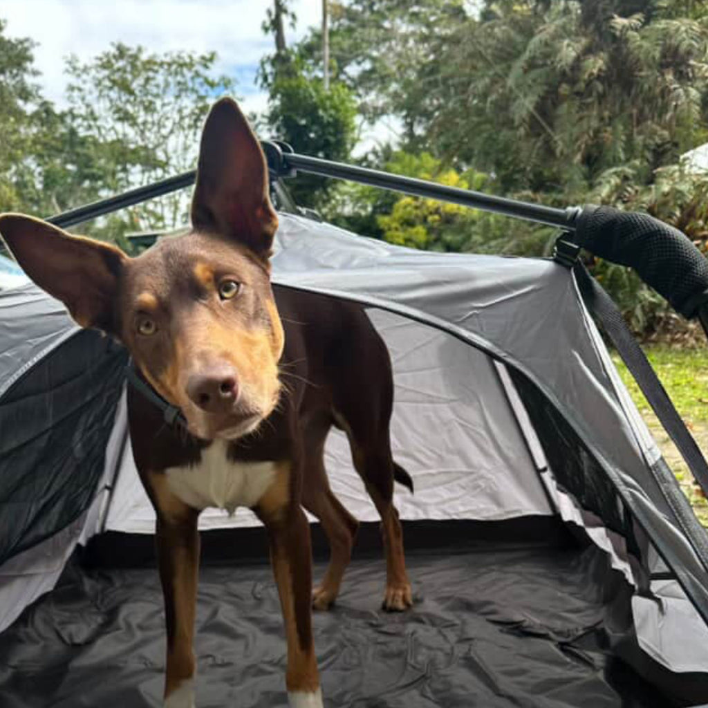 Wildtrak Instant Up Pet Tent Large, Portable Outdoor Dog Kennel with Carry Bag
