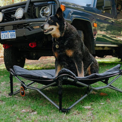 Wildtrak Deluxe Folding Pet Camp Bed with Removable Cover