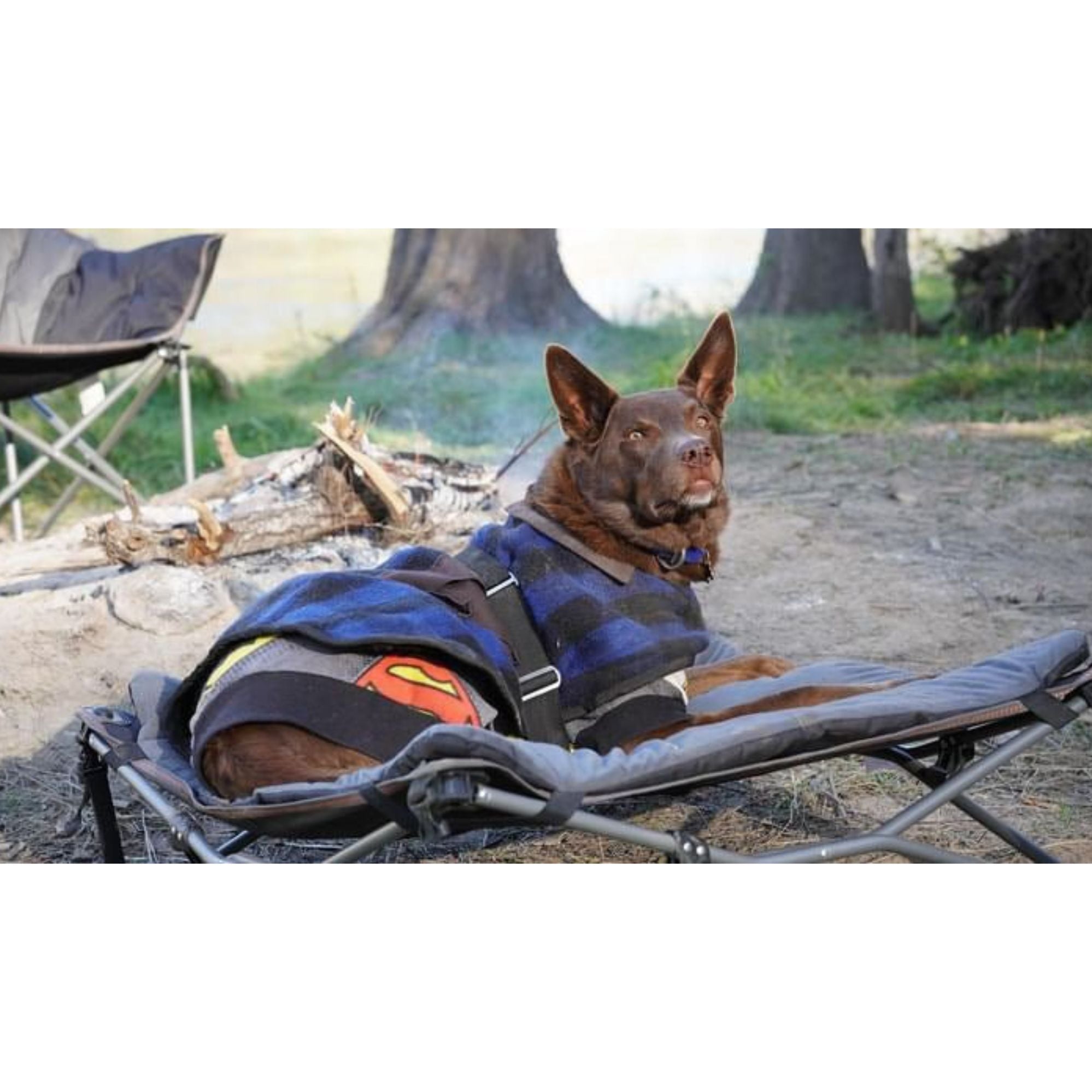 Wildtrak Deluxe Folding Pet Camp Bed with Removable Cover