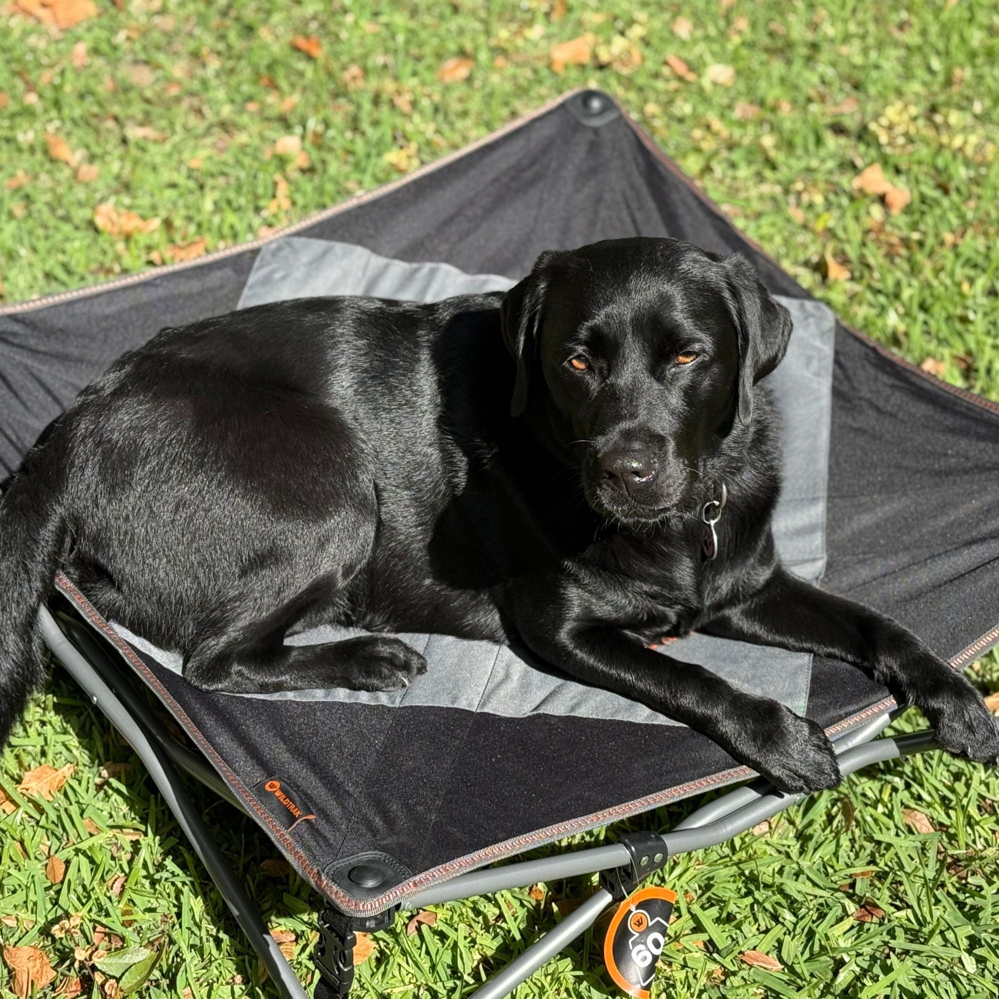 Wildtrak Deluxe Folding Pet Camp Bed XL with Removable Cover 95x95cm